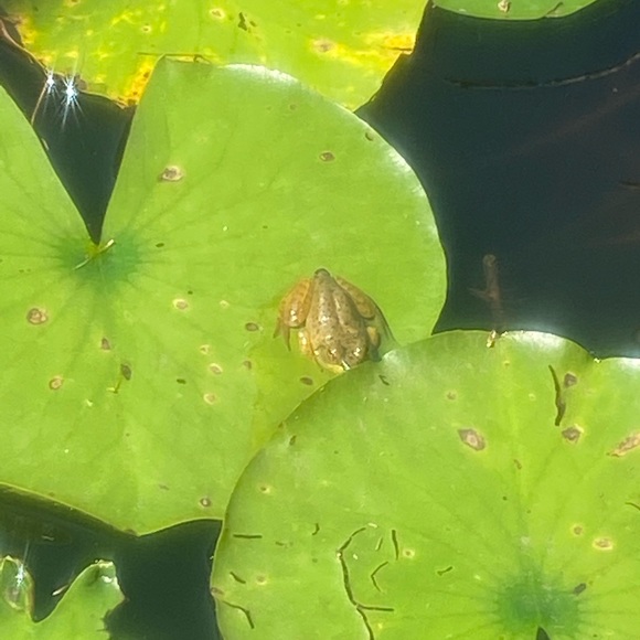 Meet your Posher, Martie - Picture 1 of 1